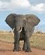 Is There An Elephant In Your Living Room?