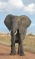 Elephant In Your Living Room?