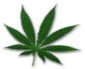Drug Free World