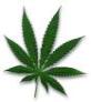 Pot Is Not The Problem!