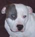 Fly Was Benji's Faithful Pit Bull Dog