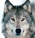 Beware Of The Wolf In Sheep's Clothing?